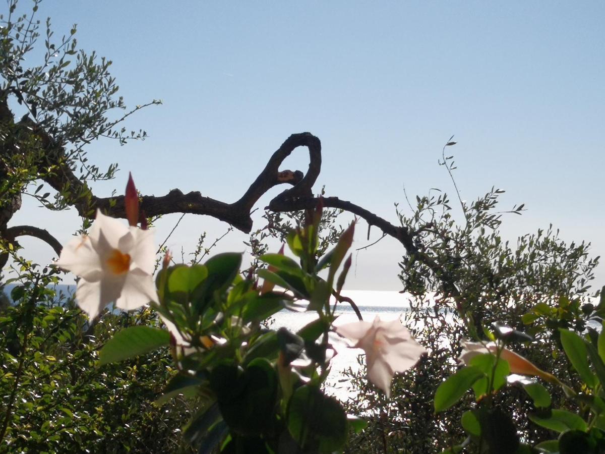 Florinda Lemon'S Suite Cervo Exteriör bild