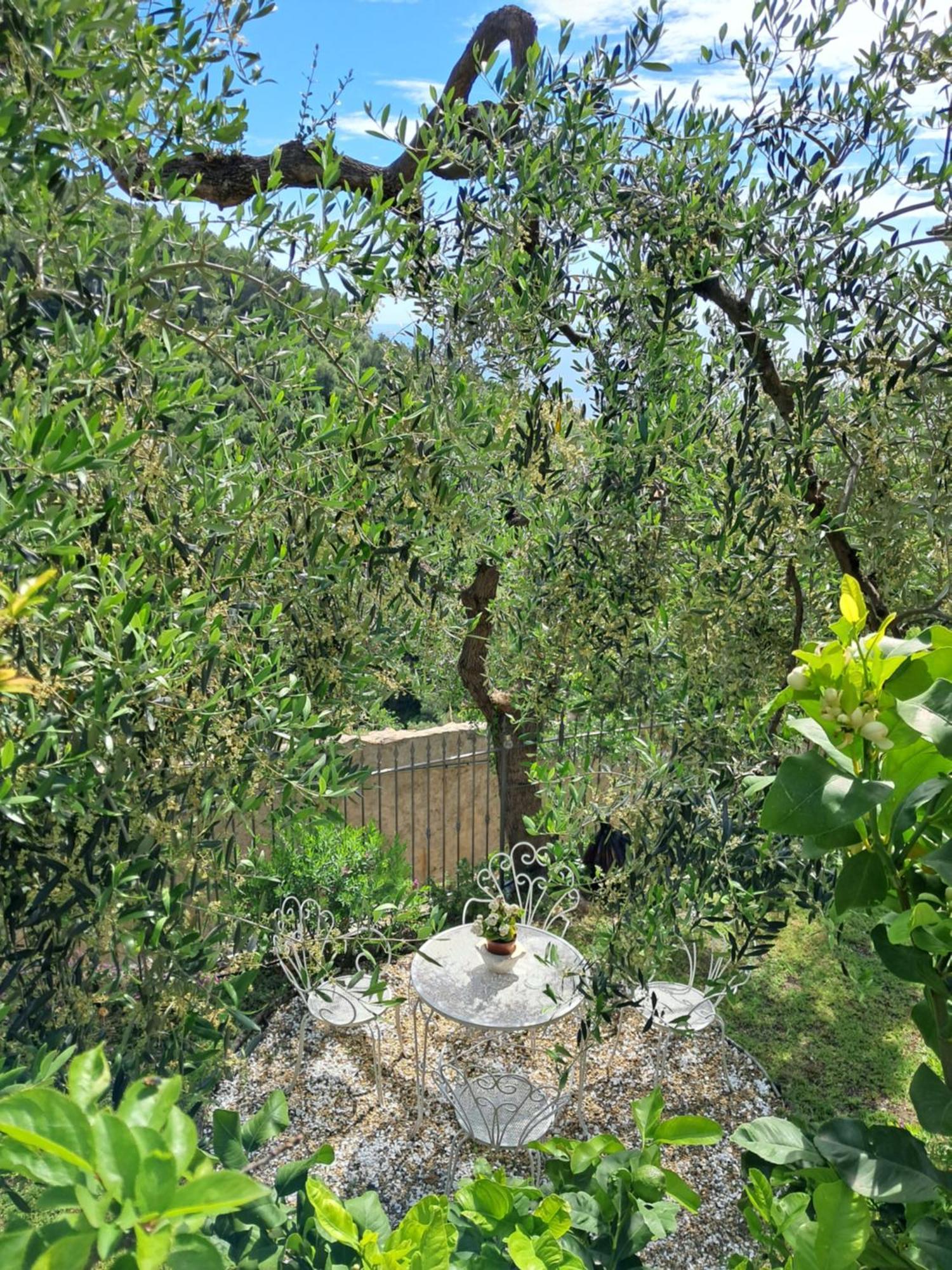 Florinda Lemon'S Suite Cervo Exteriör bild